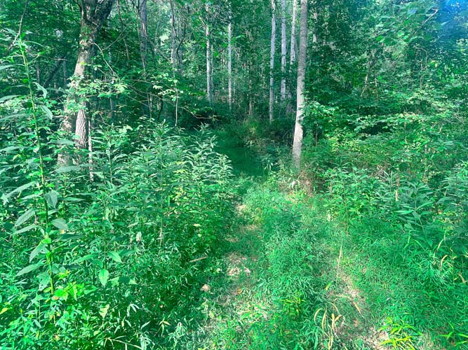 Old hunting stand in timber
