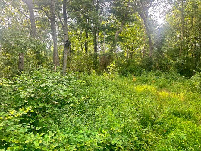 Cabin site near front access