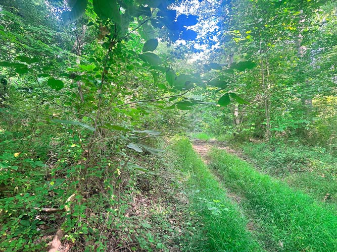 Wildlife track near orchard