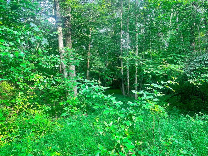 Rolling terrain and food plot