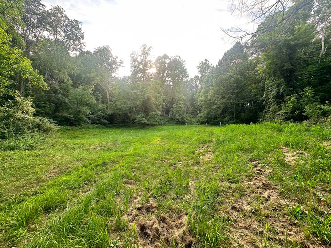Dense cover for deer bedding