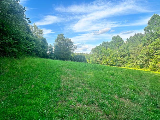 Brushy edge with shooting lane