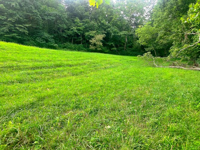 Turkey hunting ground in cover