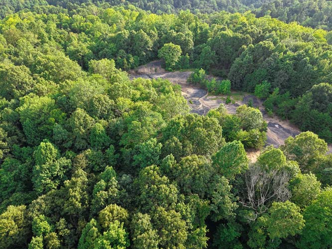 Bow hunting setup and treeline