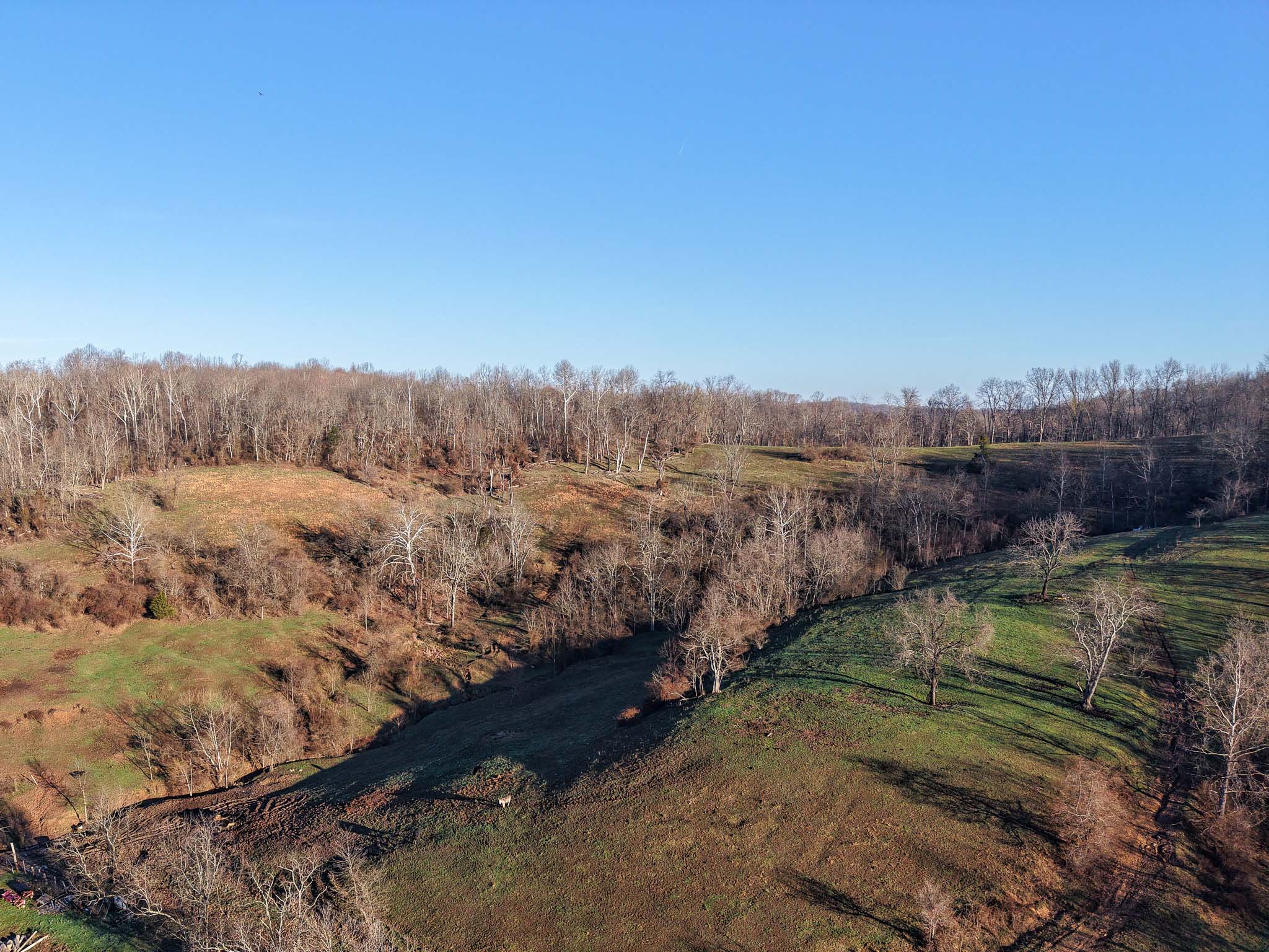 Hardwood forest on property