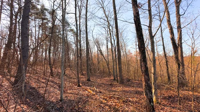 Recreational property with wooded cover and privacy