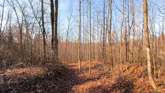 Hunting land divided by road for strategic access and use