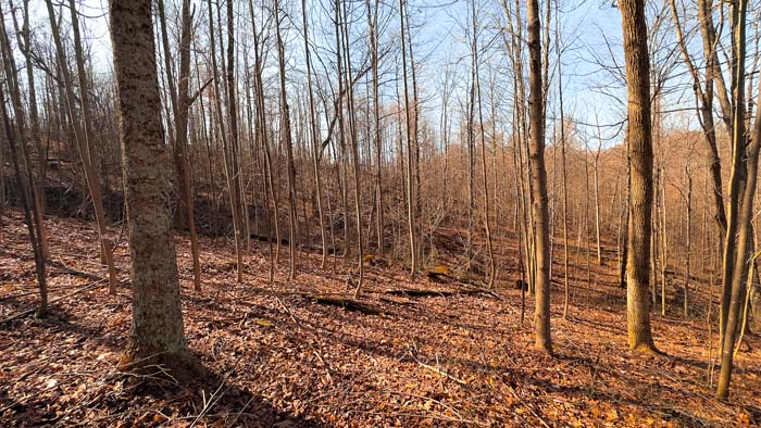 Wooded acreage with split layout for hunting setup