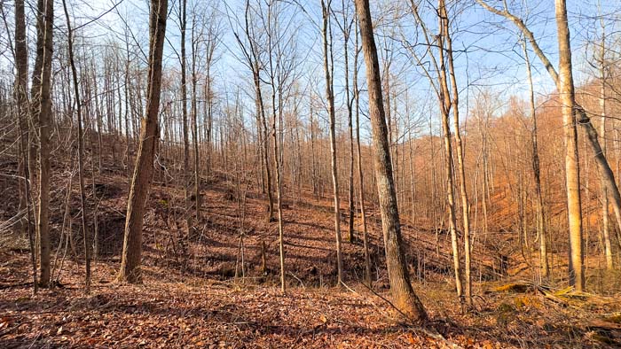 Property with road dividing camp area and hunting ground