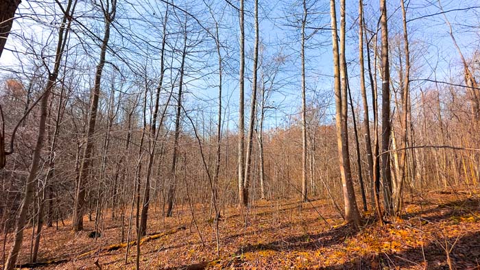 Southern Ohio land with ideal location for hunting cabin setup