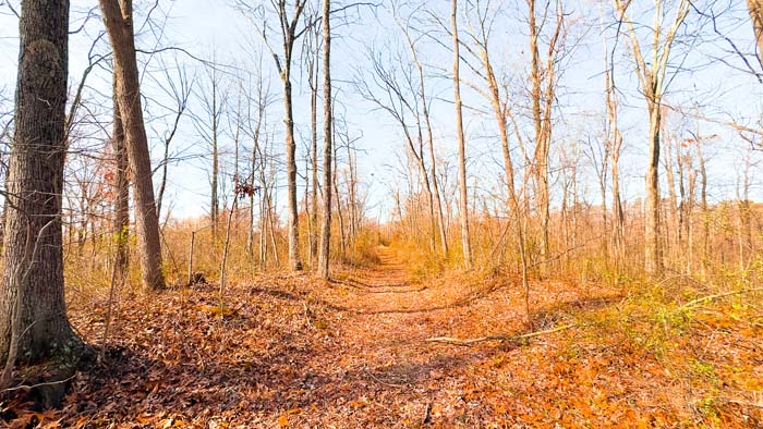 Wooded property with ideal base area for hunting trips