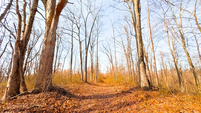 Acreage offering camp potential and recreational use