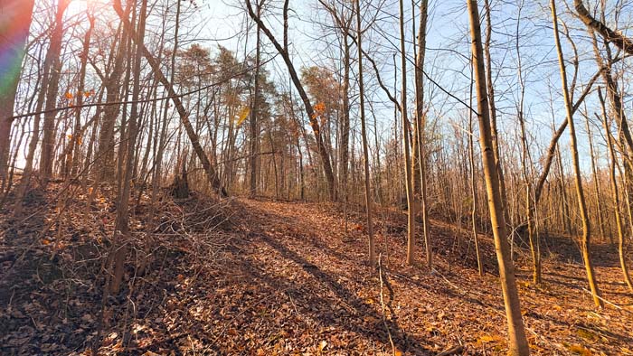 Hunting property with dense timber and secluded cover