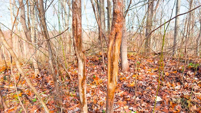 Land with space for outdoor retreat and hunting base