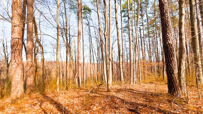 Wooded hills and cover ideal for holding mature deer
