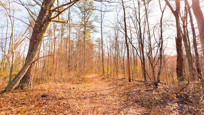 Timberland with natural habitat for whitetail hunting