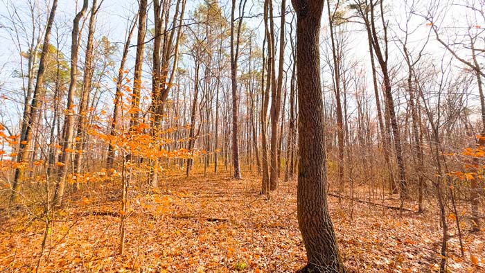 Secluded wooded property with excellent hunting conditions