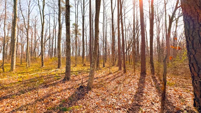 Wooded acreage with quiet surroundings and wildlife habitat