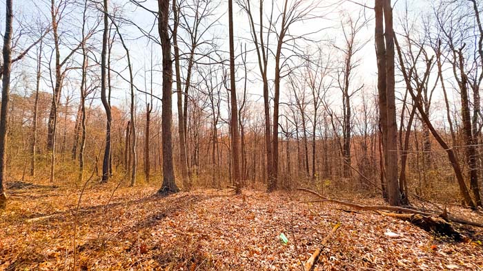 Southern Ohio tract with strong habitat for deer and turkey