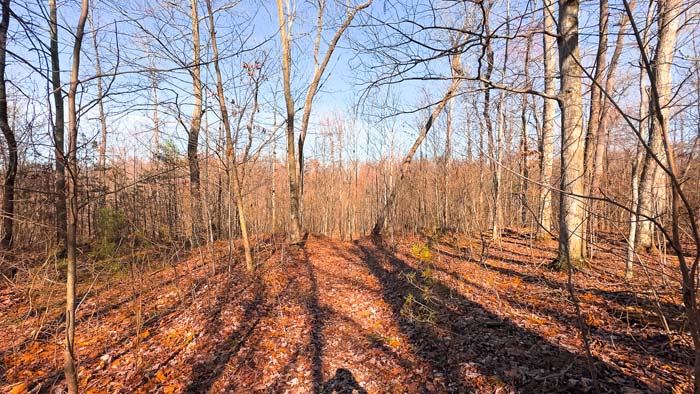 Ohio land for sale with timber and hunting potential
