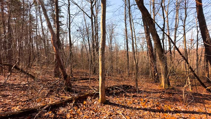 Southern Ohio hunting land with natural travel corridors