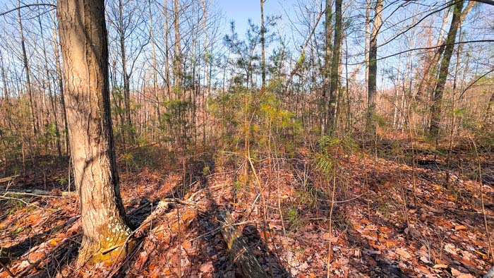 Wooded tract with diverse terrain and wildlife habitat