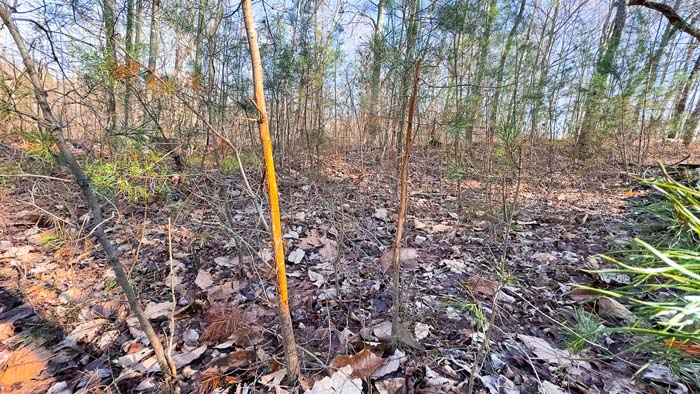 Secluded timberland with excellent deer habitat in Ohio