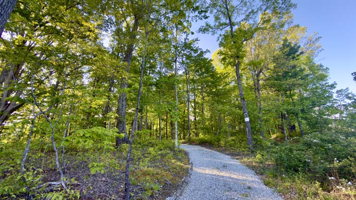Oak timber and hardwood on Vinton County land for sale
