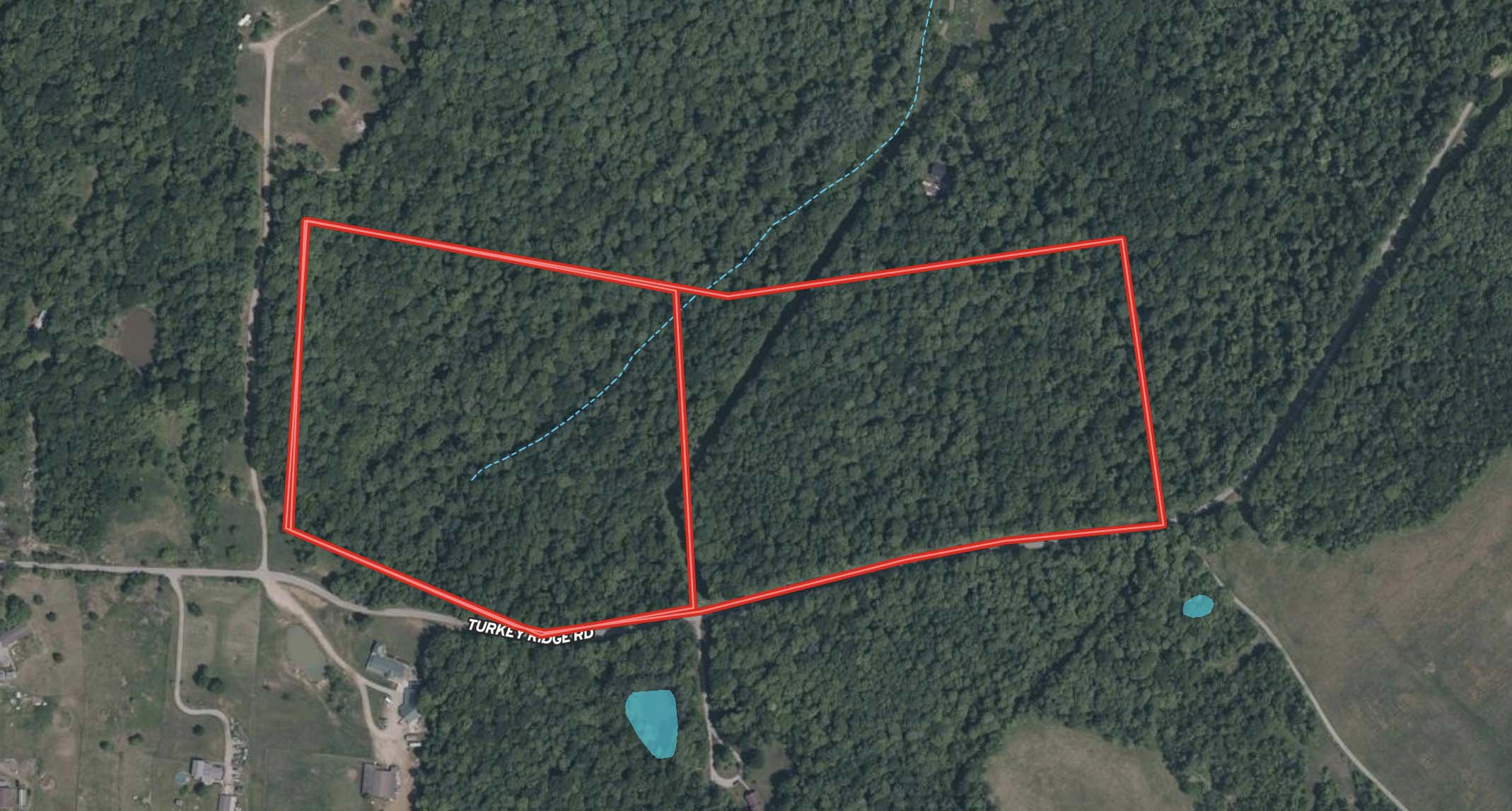 Mature hardwood timber stand