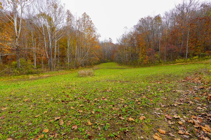 Lawrence County field edge