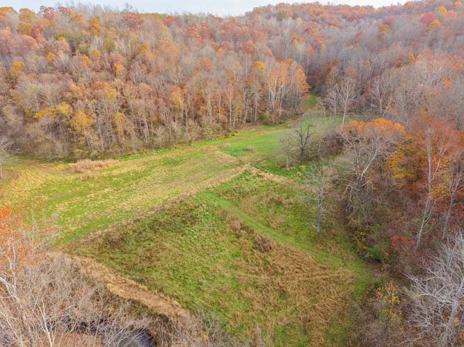 Switchgrass wildlife cover