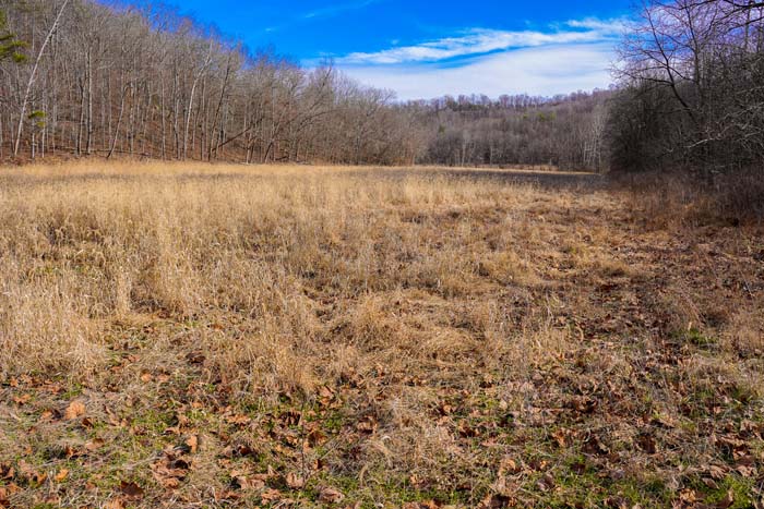Whitetail travel corridor