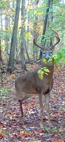 Ohio whitetail hunting property