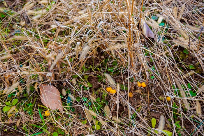 Natural stand locations Ohio