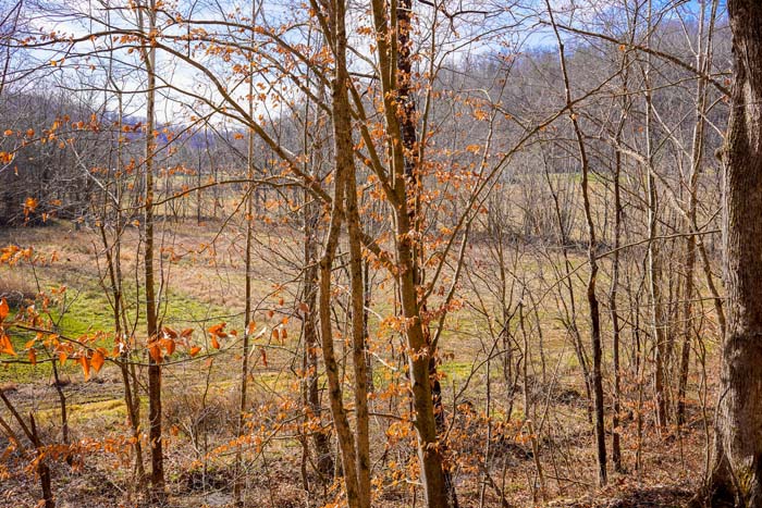 Ohio wildlife corridor