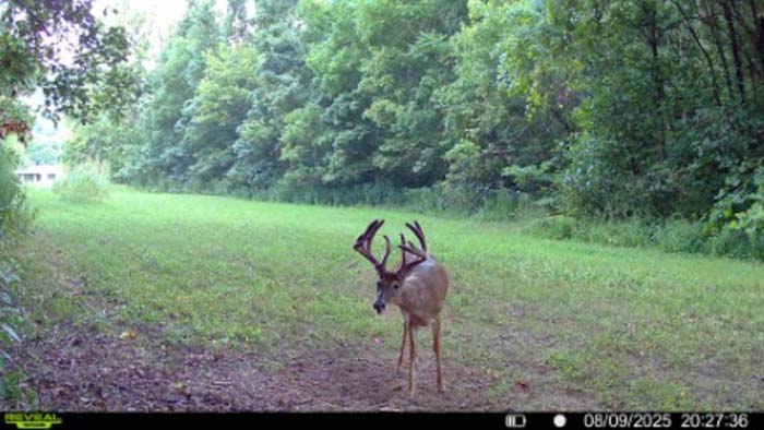 Lawrence County timber land