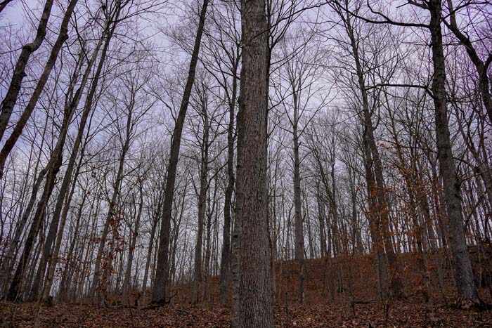 Hunting land interior view