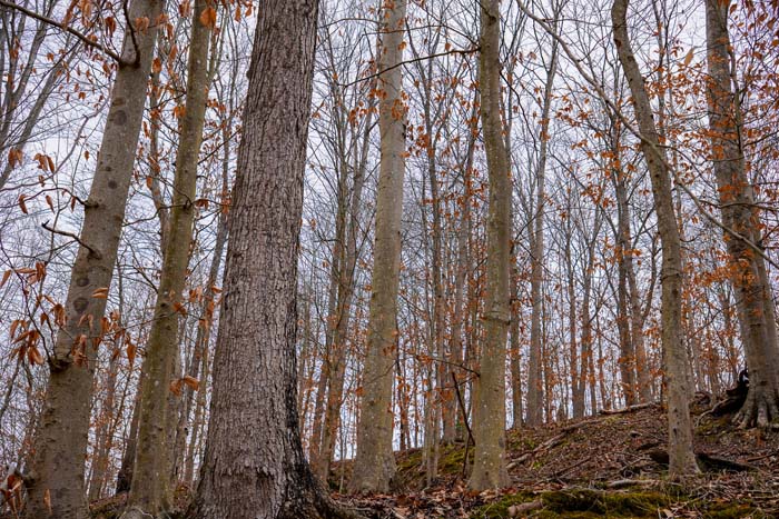 Ohio rural hunting property