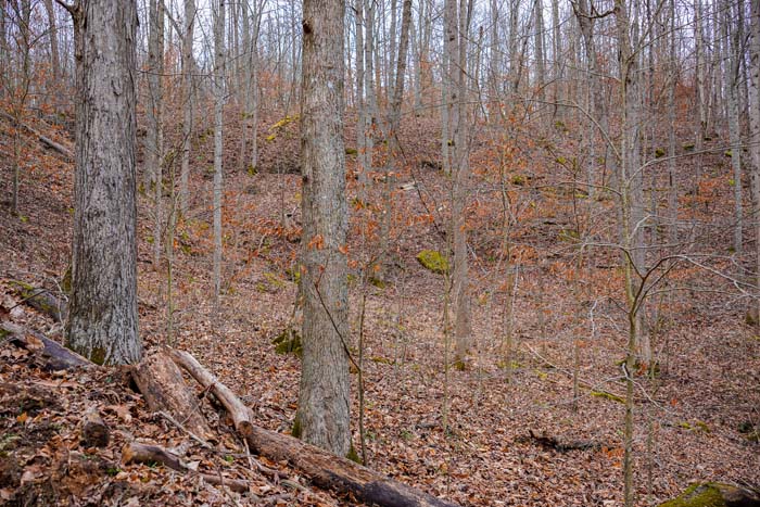 Lawrence County back acreage