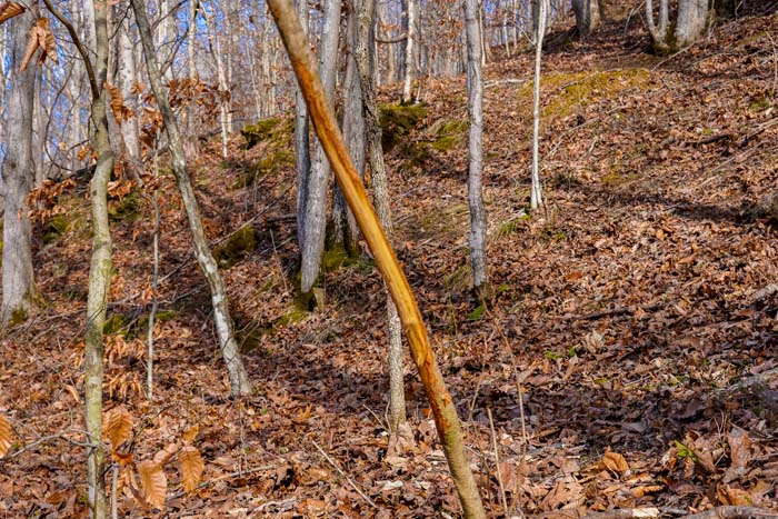 Whitetail movement Ohio