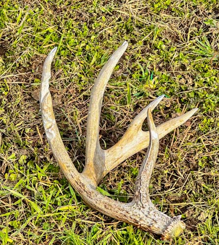 Ohio deer habitat acreage