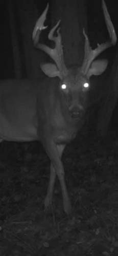 Lawrence County ridge top land