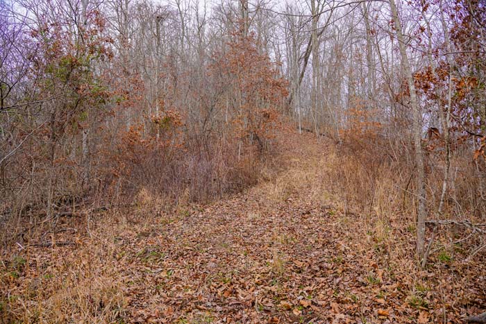 Ohio mast timber stand