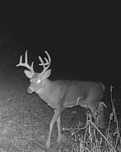Whitetail sign along ridge