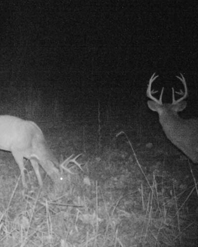 Ohio wooded transition zone