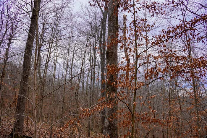 Lawrence County deer trails