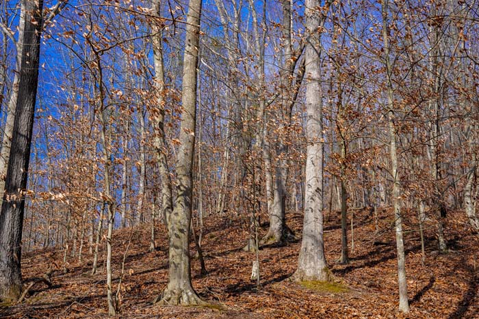 Whitetail travel edge Ohio