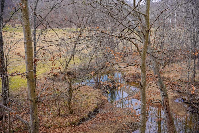 Lawrence County big woods