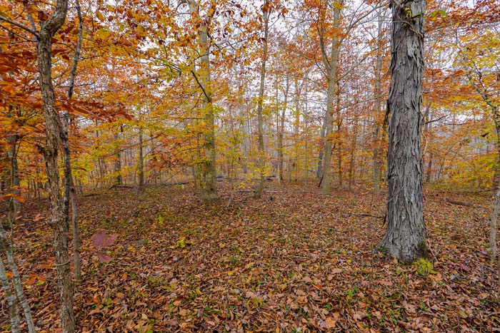 Hunting land secluded interior