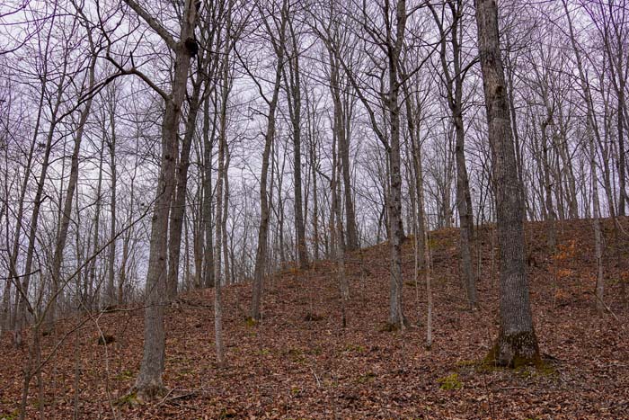 Ohio mature timber stand